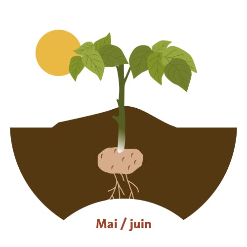 20 à 30 jours plus tard, la plante commence à pousser : des tiges et des feuilles apparaissent à l'air libre.