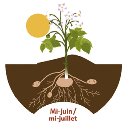 La plante fleurit. Selon les variétés, les fleurs sont roses, blanches ou violettes. Sous terre, les tubercules se développent.