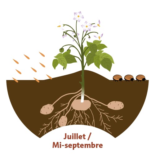 Pendant l'été, les tubercules continuent de grossir. Chaque plant produit 10 à 20 tubercules.