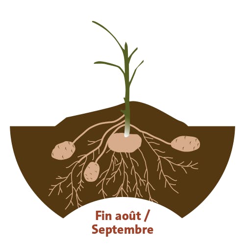 En coupant une partie des tiges et des feuilles, les tubercules cessent de grossir mais continuent de mûrir et fabriquent leur peau.