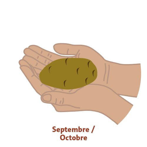 Les pommes de terre sont prêtes à être recoltées. L'arracheuse les soulève avec la terre, sans les abimer.