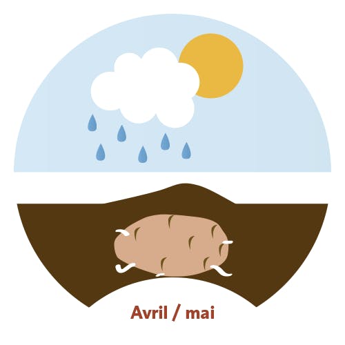 L’agriculteur dépose des pommes de terre germées dans la terre. Les plants se développent à l’abri de la lumière.